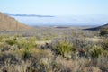 Morning in the High Desert of Big Bend National Park, Texas Royalty Free Stock Photo