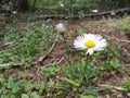 Morning hike with nature in full bloom. Royalty Free Stock Photo