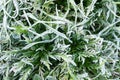 Morning hoar frost on the grass. Winter nature background. Top view close up Royalty Free Stock Photo