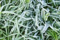 Morning hoar frost on the grass. Winter nature background. Top view close up Royalty Free Stock Photo