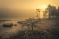 Frozen boreal forest in sunrise light Royalty Free Stock Photo