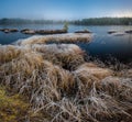 Frozen boreal forest in sunrise light Royalty Free Stock Photo