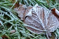 Morning hoarfrost on the fallen brown leaves and the green grass, nature seasonal change, first frost, close up photo Royalty Free Stock Photo