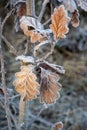 morning hoarfrost on the leaves, hoarfrost on oak leafs, Quercus, Oak