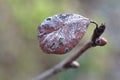 Morning hoarfrost on a lonely leaf. Buds on a branch on a frosty morning