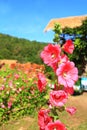 Morning holiday with blue clear sky and pink flower bloom in garden