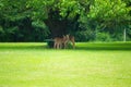 Three really cute deer with spots, two cuddling, under the mulberry tree