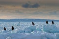 Morning ice landscape with eagles. Three eagles on ice. Widlife Japan. Steller`s sea eagle, Haliaeetus pelagicus, bird with catch