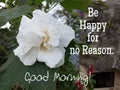 Morning inspirational quote - Be happy for no reason. Good Morning. With single white peony flower blossom in the garden. Royalty Free Stock Photo