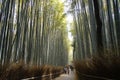 Arashiyama Bambou Forest