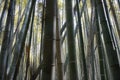 Arashiyama Bambou Forest