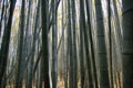 Arashiyama Bambou Forest