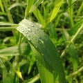 In the morning it just rained last night, there were drops of water and there were cute and beautiful leaves. Beautiful nature