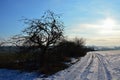 Morning landscape abowe snow covered winter field and field road, naked apple tree with apples in tree lane on the left.