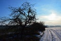 Morning landscape with snow covered winter field and field road, naked apple tree with apples in tree lane on the left.