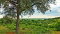 Morning landscape. Against the background of the sky, painted in blue and pink, stands a green tree.