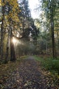 Morning landscape in the autumn park. Sun rays illuminate the path