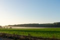 Green Field with a Blue Sky, Misty Haze Hovering above the Ground