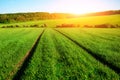 Morning landscape with green field, traces of tractor in sun ray Royalty Free Stock Photo