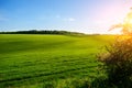 Morning landscape with green field, traces of tractor in sun ray Royalty Free Stock Photo