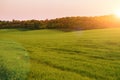 Morning landscape with green field, traces of tractor in sun ray Royalty Free Stock Photo