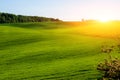 Morning landscape with green field, traces of tractor in sun ray Royalty Free Stock Photo