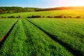 Morning landscape with green field, traces of tractor in sun ray Royalty Free Stock Photo