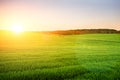 Morning landscape with green field, traces of tractor in sun ray Royalty Free Stock Photo