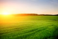 Morning landscape with green field, traces of tractor in sun ray Royalty Free Stock Photo