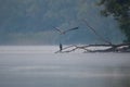 Morning landscape with misty river and birds Royalty Free Stock Photo