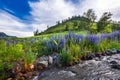 Morning landscape with a mountain stream. Gorny Altai, Russia Royalty Free Stock Photo