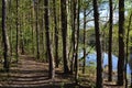 Morning landscape. Pines on the river bank. Russia