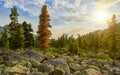 Morning landscape in Siberian mountain forest