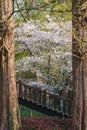 Morning landscapes with trees, cherry blossoms and pond in Quyuan Garden, a public park of West Lake in Hangzhou, China Royalty Free Stock Photo