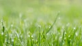 morning lawn dew meadow nature beauty vibrant Royalty Free Stock Photo