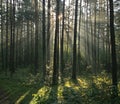 Morning light beams in forest Royalty Free Stock Photo
