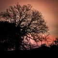Morning light behind oak tree Royalty Free Stock Photo