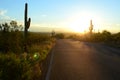 Morning light on desert road cactus landscape Royalty Free Stock Photo