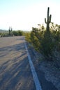 Morning light on desert road cactus landscape Royalty Free Stock Photo