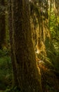 Morning Light Filters Through Thick Moss On Tree Trunk Royalty Free Stock Photo