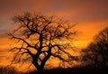 Silhouette of tree branches at sunset evening glow.AI Generated Royalty Free Stock Photo