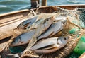 Freshly caught fish resting on fishing net in boat. AI Generated Royalty Free Stock Photo