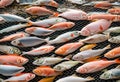 Assortment of freshly caught fish in a fishing net. AI Generated Royalty Free Stock Photo