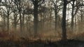 Morning light in a french forest