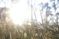 Morning light grass Royalty Free Stock Photo