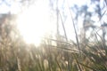 Morning light grass