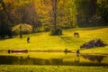 Morning light on horses and a pond in the Shenandoah Valley, Virginia. Royalty Free Stock Photo