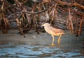Morning light illuminates a Black crowned night heron as he wades in water`s edge