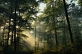 Morning Light Kissing Forest Treetops Royalty Free Stock Photo