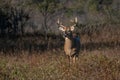 Morning light on a large racked buck